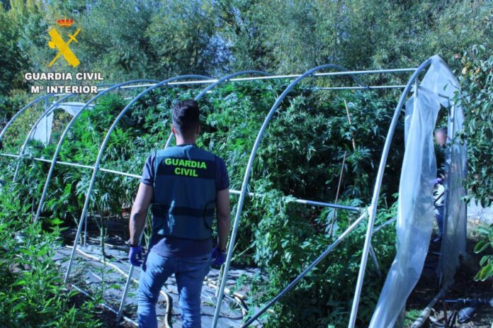 guardia civil marihuana